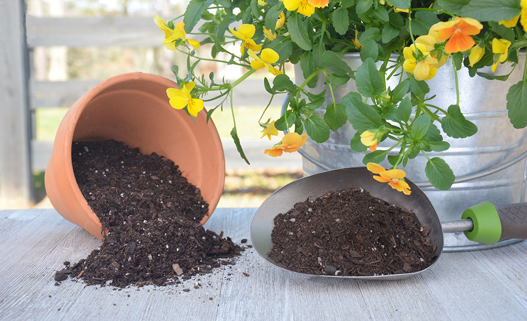 This is a picture of a plant soil and its roots